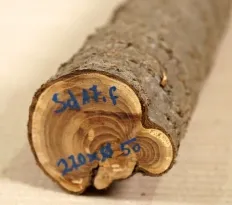Sd017 Sea-Buckthorn Log Cutoff 270 x ø 50 mm